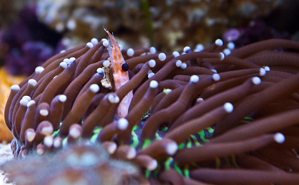 A purple plate coral eating krill. 